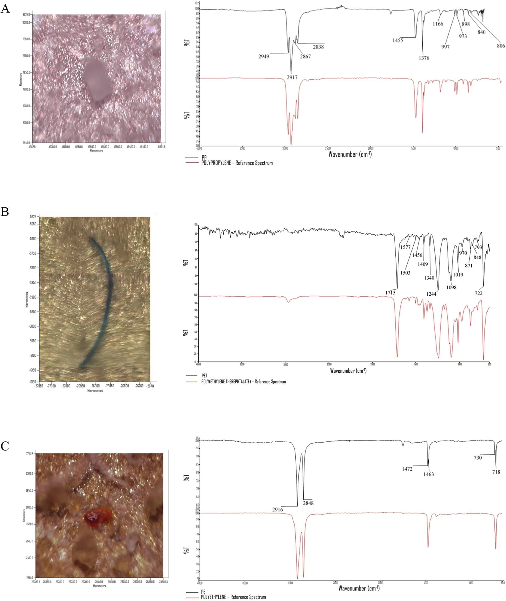 Images et micro-spectroscopie infrarouge transformée par les Fourier dans des spectres d'analyse en mode de réflectance totale atténués (μ-FTIR-ATR) de trois MP identifiés avec différentes formes et couleurs: une lignée en polypropylène, B poly (téréphalate d'éthylène) pour la lignée rouge pour les spectres de référence MP).