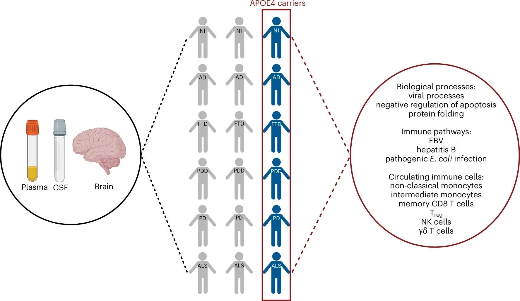 Les porteurs d'apoe ε4 à travers différentes maladies neurodégénératives partagent un changement protéomique systémique commun reflétant la dérégulation immunitaire pro-inflammatoire. Le chiffre est créé avec biorender.com.