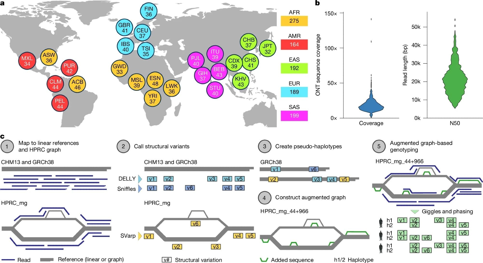 A, Freindown of Auto-identifified Geographical Anestries pour 1 019 Genomes à lus longues représentant 26 géographies (c'est-à-dire les populations) de 5 régions continentales. Les codes à trois lettres utilisés sont équivalents à ceux utilisés dans la phase III18 1KGP et sont résolus dans le tableau supplémentaire 2. B, couverture de séquence ONT par échantillon, exprimée en couverture de pli (à gauche) et la longueur de lecture de N50 dans les paires de bases (à droite). C, schéma du cadre SAGA pour la découverte et le génotypage des SV à l'aide d'une approche d'augmentation du graphique de Pangenome. BASEMAP dans A From Natural Earth Data (https://www.naturalearthdata.com).