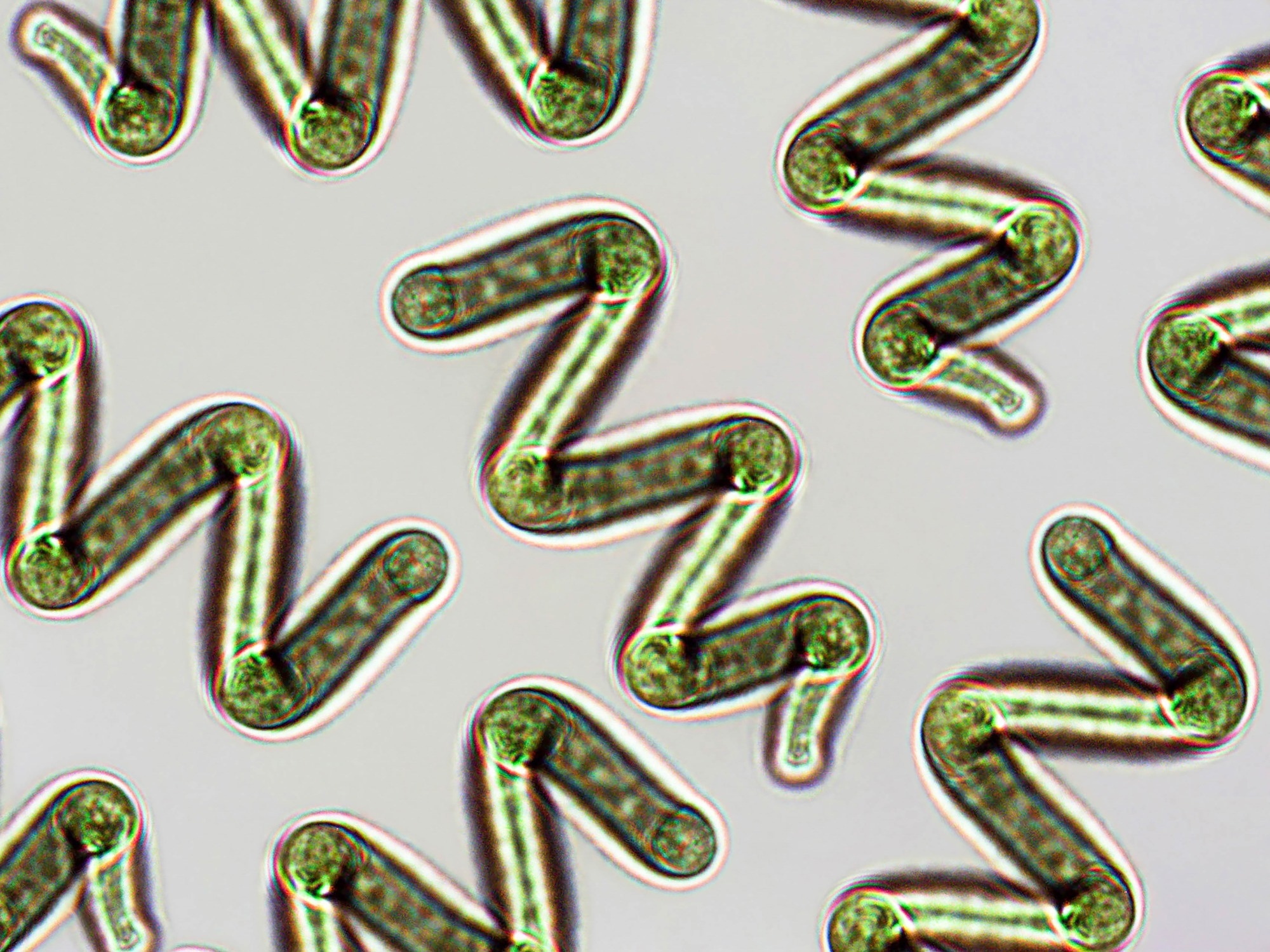 Spirulina sp. Algues sous vue microscopique X40, cyanobactéries qui peuvent être consommées par les humains et les animaux, cultivées dans le monde entier, le complément alimentaire ou les aliments entiers. Crédit d'image: Elif Bayraktar / Shutterstock