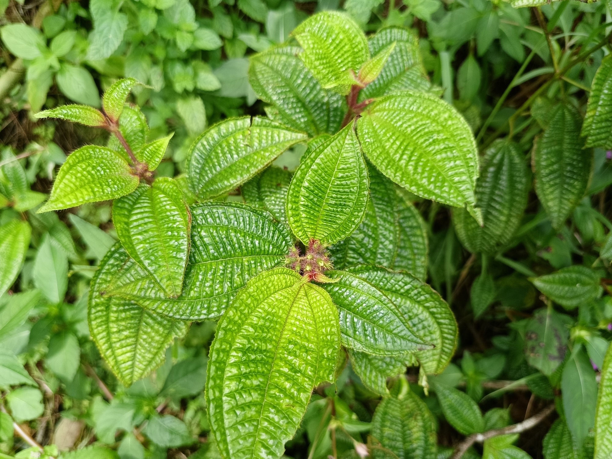 Harendong plants or Miconia crenata grow abundantly