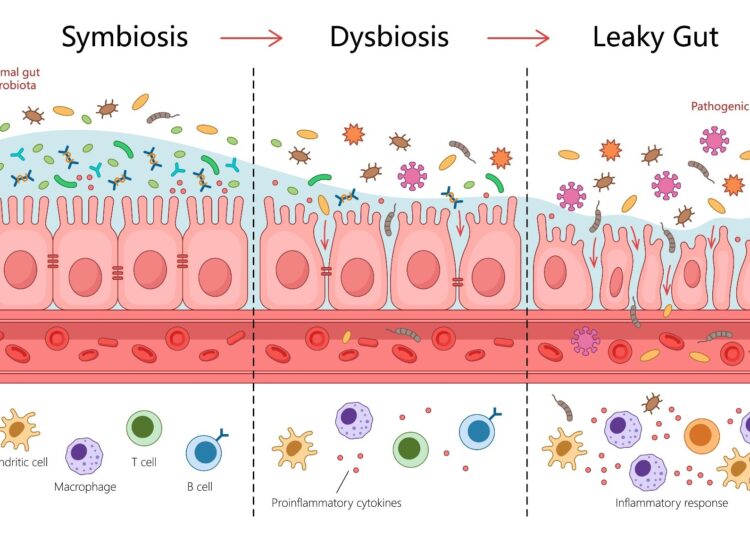 Review: The role of the gut microbiota and metabolites in heart failure and possible implications for treatment. Image Credit: Alexander_P / Shutterstock