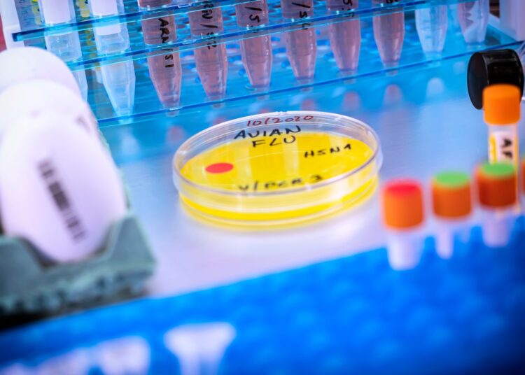 Study: Preexisting immunity to the 2009 pandemic H1N1 virus reduces susceptibility to H5N1 infection and disease in ferrets. Image Credit: digicomphoto / Shutterstock