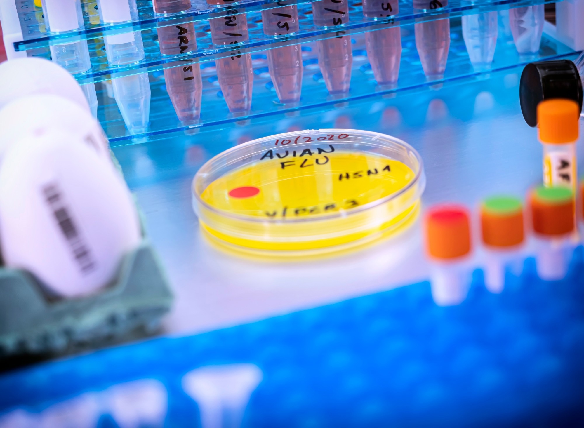Study: Preexisting immunity to the 2009 pandemic H1N1 virus reduces susceptibility to H5N1 infection and disease in ferrets. Image Credit: digicomphoto / Shutterstock