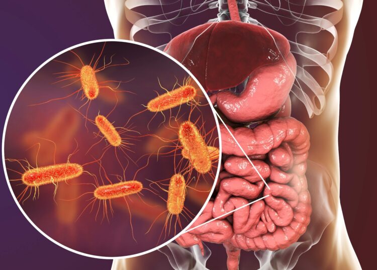 Intestinal microbiome, 3D illustration showing anatomy of human digestive system and enteric bacteria Escherichia coli, E. coli,