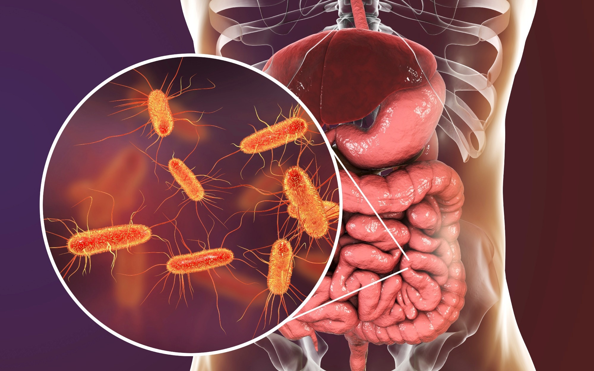 Intestinal microbiome, 3D illustration showing anatomy of human digestive system and enteric bacteria Escherichia coli, E. coli,