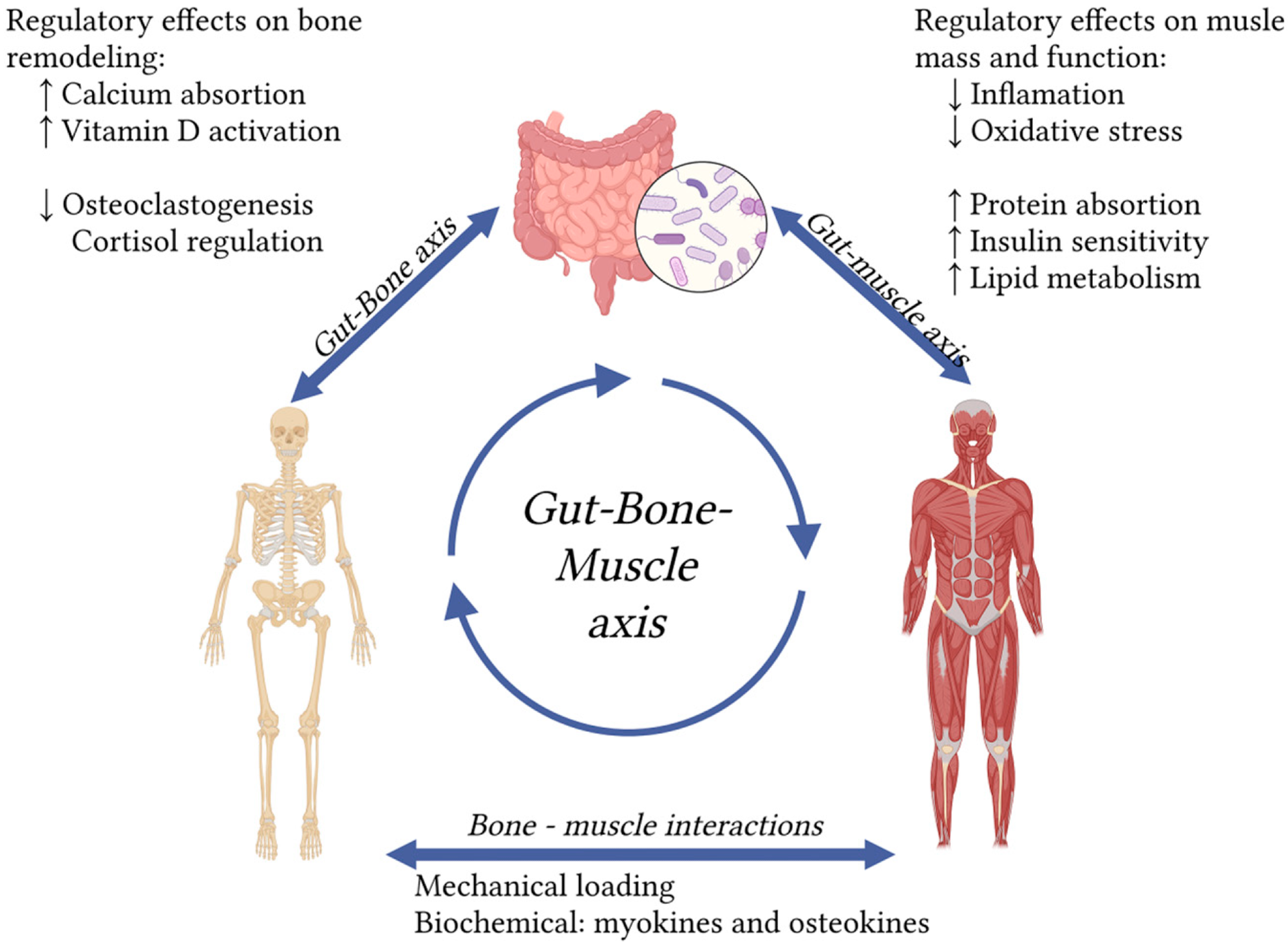 L'axe intestinal-bone-muscle met en évidence l'impact du microbiote intestinal sur l'ostéosarcopénie. Les flèches indiquent les interactions. ↑ indique une augmentation; ↓ indique une diminution. (Créé dans https://biorerender.com).