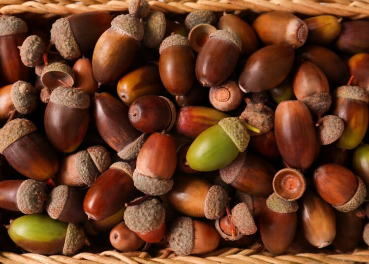 Many acorns in wicker basket, closeup view