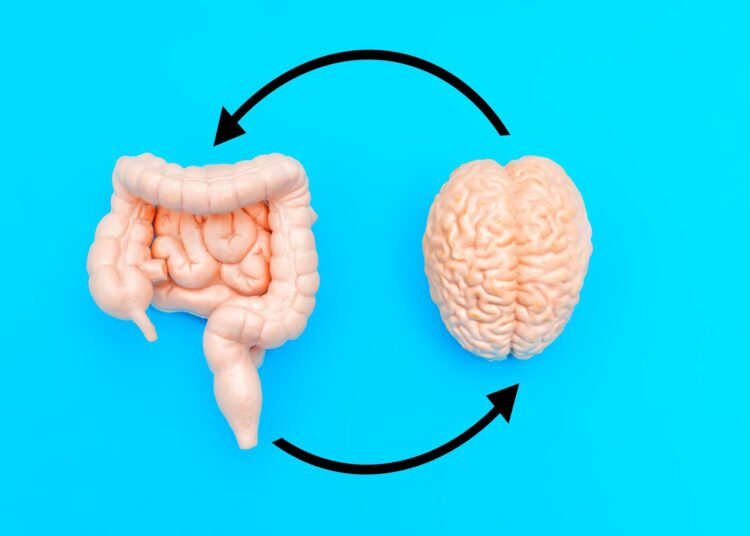 Human brain and intestines models arranged on blue background and interconnected by black circular arrows