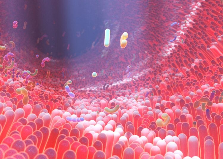 3D rendering of human gut microbiome