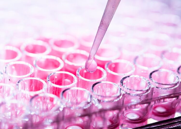 cell culture