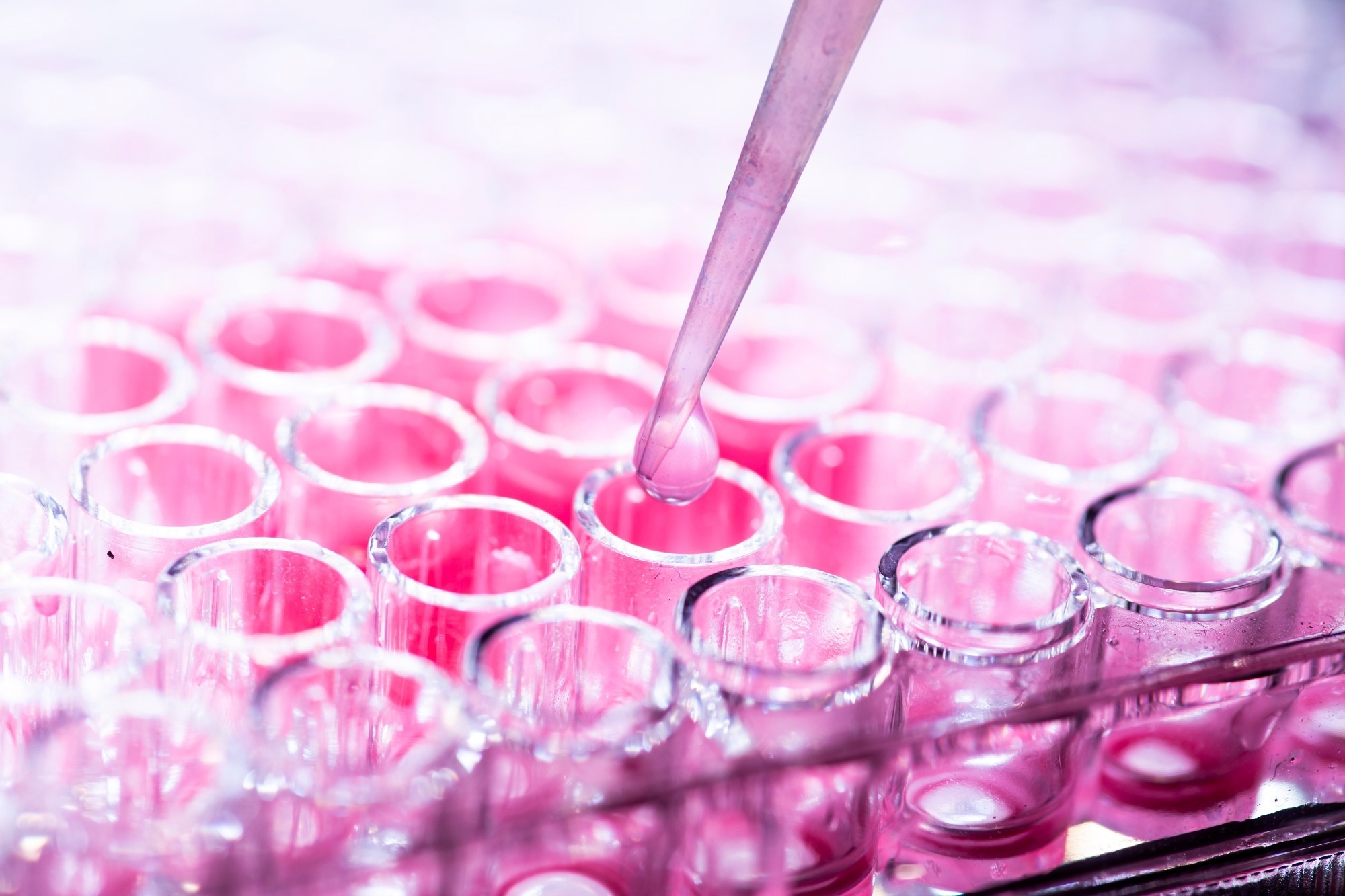 cell culture