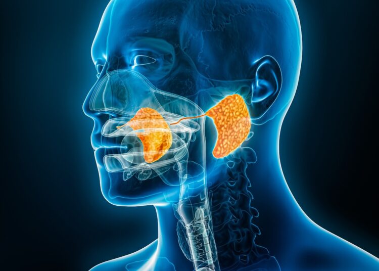 Parotid (salivary) gland and duct x-ray 3D rendering illustration with male body contours.