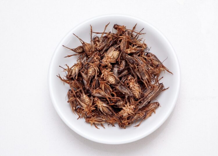 A heap of brown edible crickets in a white ceramic saucer