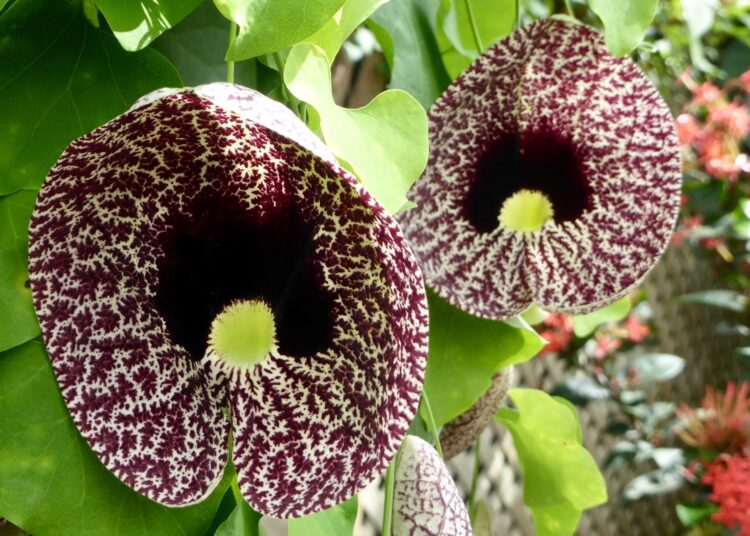Study: Antioxidant and ameliorative effects of selected Nigerian plants on hormonal imbalance associated with dysmenorrhea in albino rats. Image Credit: Andy Sutherland / Shutterstock