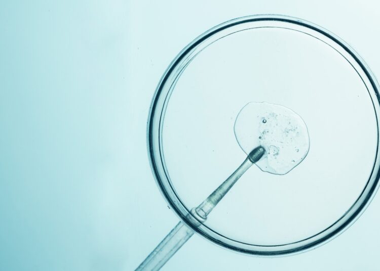 In vitro fertilization process with petri dish and pipette