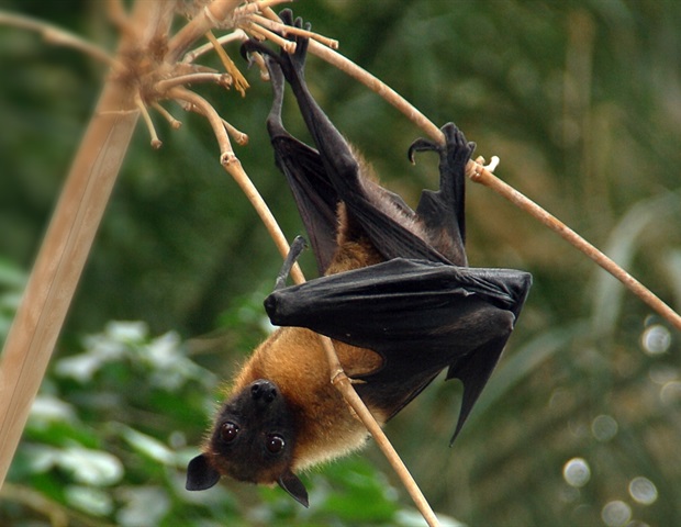 Les scientifiques font la percée dans le développement du vaccin contre le virus Nipah pour les porcs