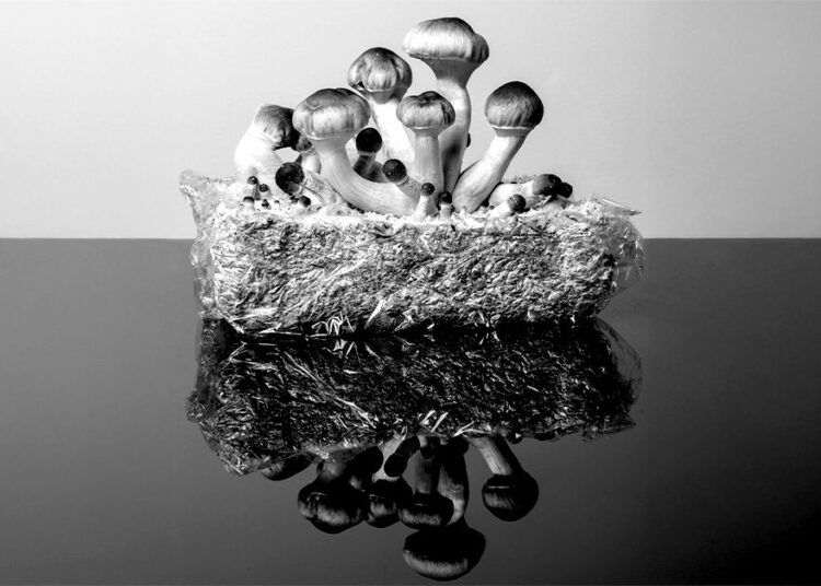 Ralentissement du vieillissement: la psilocybine aide à prolonger la durée de vie dans les cellules humaines de plus de 50%