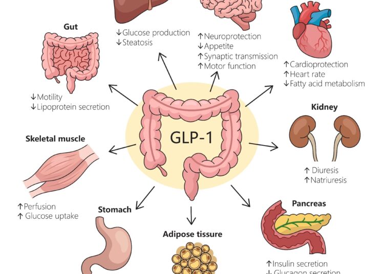 Un médicament peut-il tout faire? Examiner l'univers clinique en expansion des agonistes du GLP-1