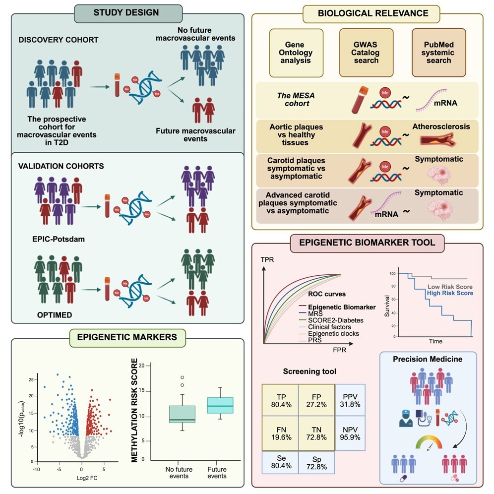 Garcı´a-Calzo´ n et al. Identifiez un outil de biomarqueur épigénétique basé sur le sang qui aide à prédire les futures maladies cardiovasculaires, que les personnes atteintes de diabète de type 2 sont plus susceptibles de se développer. Leurs résultats soutiennent l'utilisation de biomarqueurs épigénétiques pour améliorer la stratification des risques et guider les stratégies de prévention plus personnalisées dans les soins du diabète.