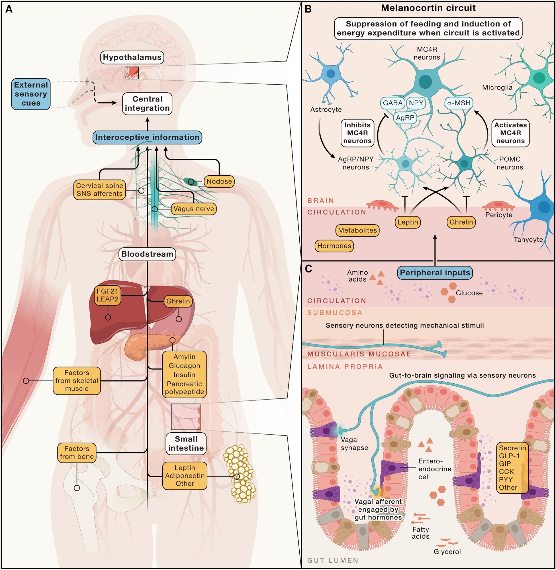 Entrées hormonales, métaboliques et neuronales aux circuits cérébraux régulant l'homéostasie énergétique - (a) Aperçu simplifié des signaux périphériques résultant de plusieurs systèmes d'organes, ainsi que des indices sensoriels de l'environnement externe. Ces signaux sont intégrés par le système nerveux central pour réguler l'apport énergétique et les dépenses, en maintenant une adiposité stable au fil du temps. Cette régulation implique à la fois des signaux de stockage d'énergie à long terme, tels que la leptine, et des signaux à court terme liés à l'apport immédiat d'énergie, comme les hormones et les nutriments gastro-intestinaux. (B) Le noyau arqué de l'hypothalamus abrite le circuit de mélanocortine, qui est très sensible aux déviations dans les hormones circulantes (par exemple, celles du tractus gastro-intestinal) et le tissu adipeux et les métabolites. Au cœur de ce circuit se trouvent les neurones AGRP favorisant la faim et les neurones POMC favorisant la satiété. Ces populations neuronales modulent le bilan énergétique via des entrées inhibiteurs et excitantes aux neurones exprimant MC4R en aval, respectivement. (C) De nombreux entrées périphériques influençant les circuits cérébraux qui régulent le bilan énergétique proviennent de l'intestin. Les cellules entéroendocrines libèrent des hormones, comme la sécrétine, le GLP-1, le GIP, le CCK et d'autres, dans la circulation en réponse à divers stimuli, tels que la présence de nutriments luminaux. De plus, les afférents vagaux relaient les informations mécaniques et chimiques, telles que la distension intestinale et la teneur en nutriments - du tractus gastro-intestinal au cerveau.