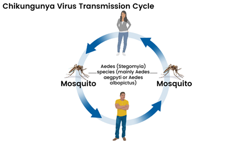 2025 Chikungunya Epibre: Un défi de santé mondial