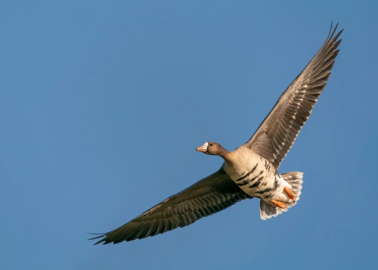 Greater White-fronted Goose (Anser albifrons) in flight.