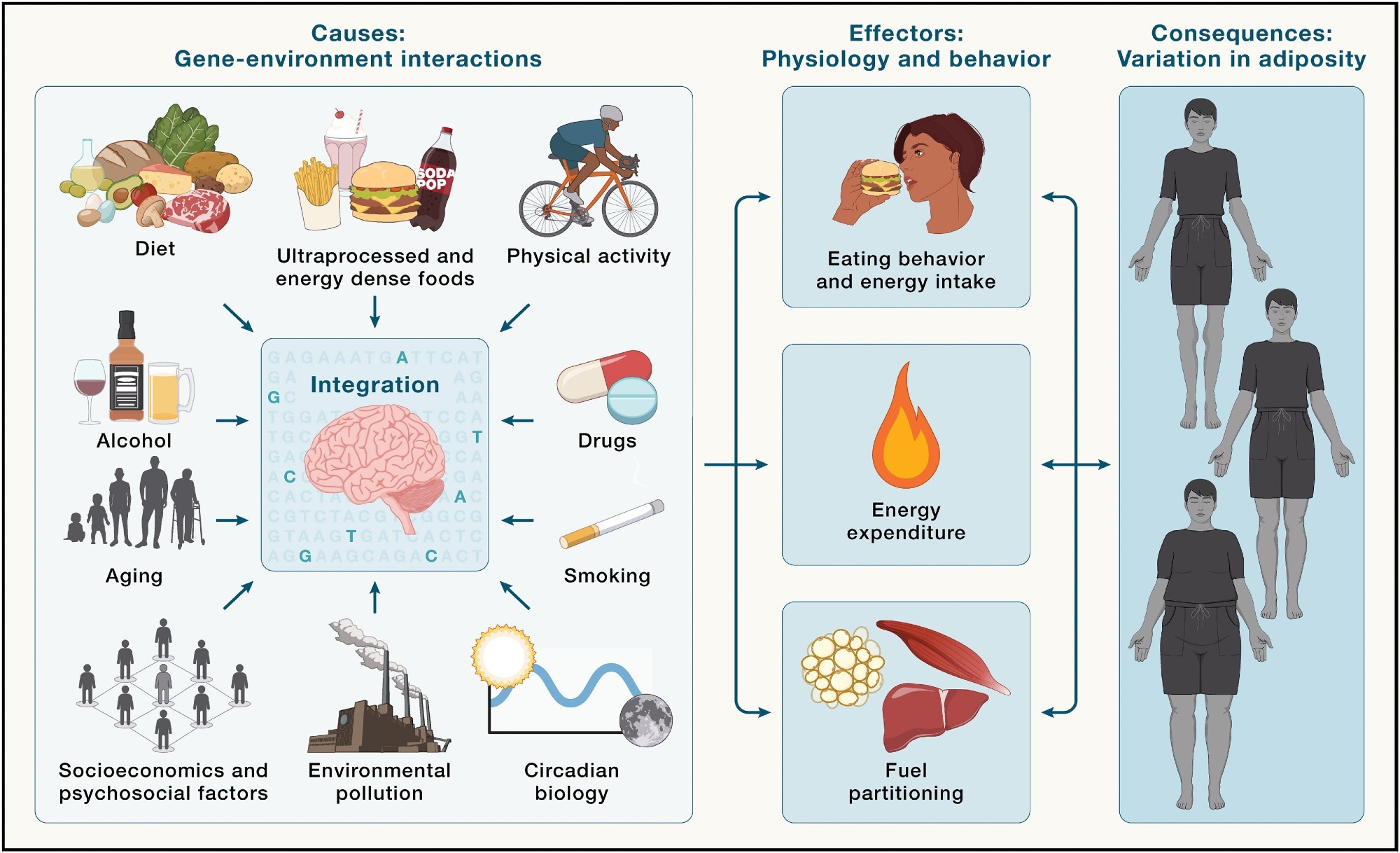 Brain integration of environmental cues in the regulation of energy balance and adiposity - Environmental factors (left) are integrated by the brain in the context of an individual