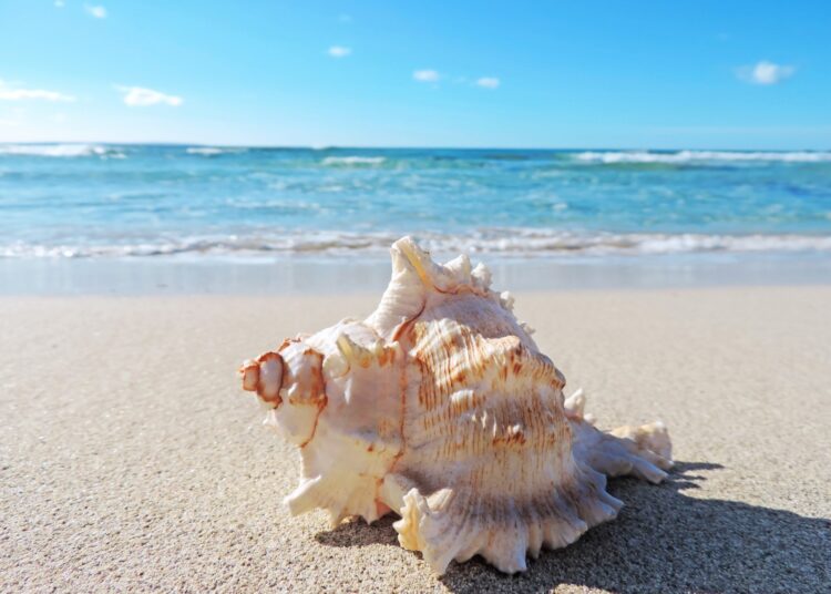 Conch shells at the beach