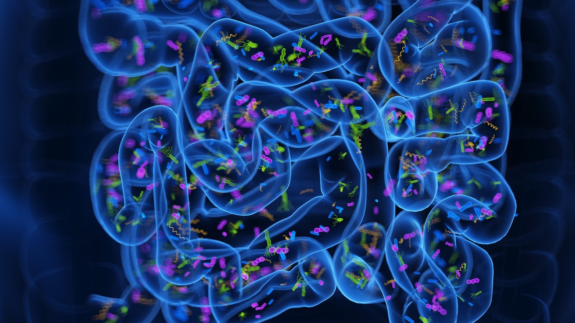 3d rendered medical illustration of the microbiome of the small intestine