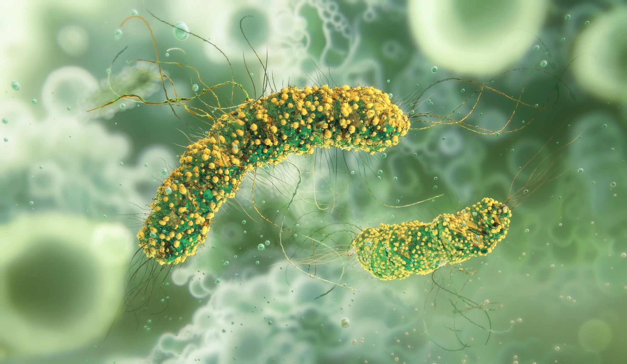 Listeria monocytogenes bacteria, a genus of gram-positive, rod-shaped bacteria,