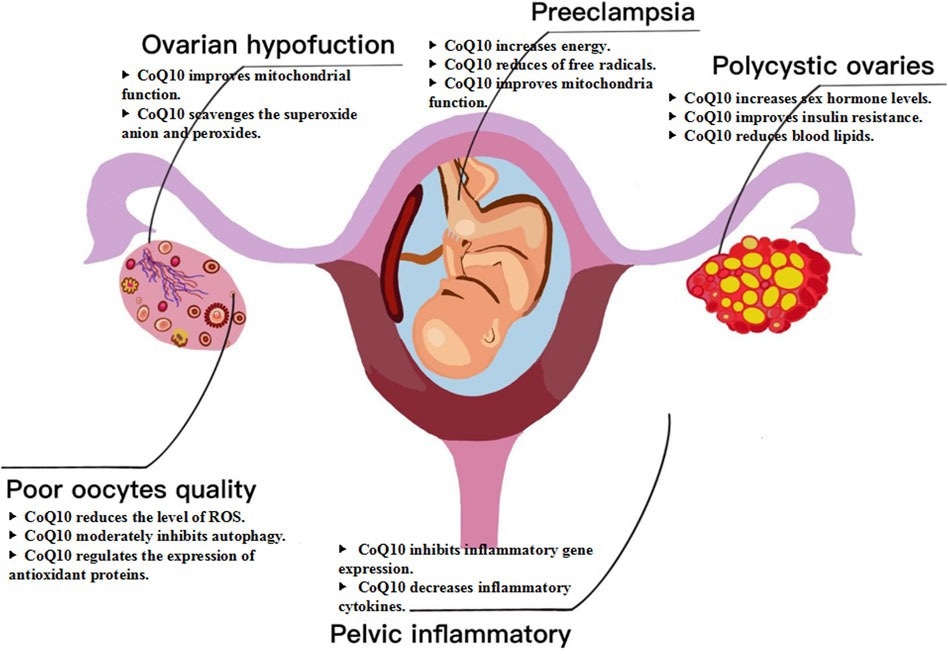 Mécanisme de CoQ10 pour la fertilité féminine. Le COQ10 est devenu une intervention potentielle pour l'infertilité féminine, en particulier dans les cas liés à la dysfonction ovarienne, une mauvaise qualité des ovocytes, des ovaires polykystiques, une maladie inflammatoire pelvienne et d'autres facteurs.