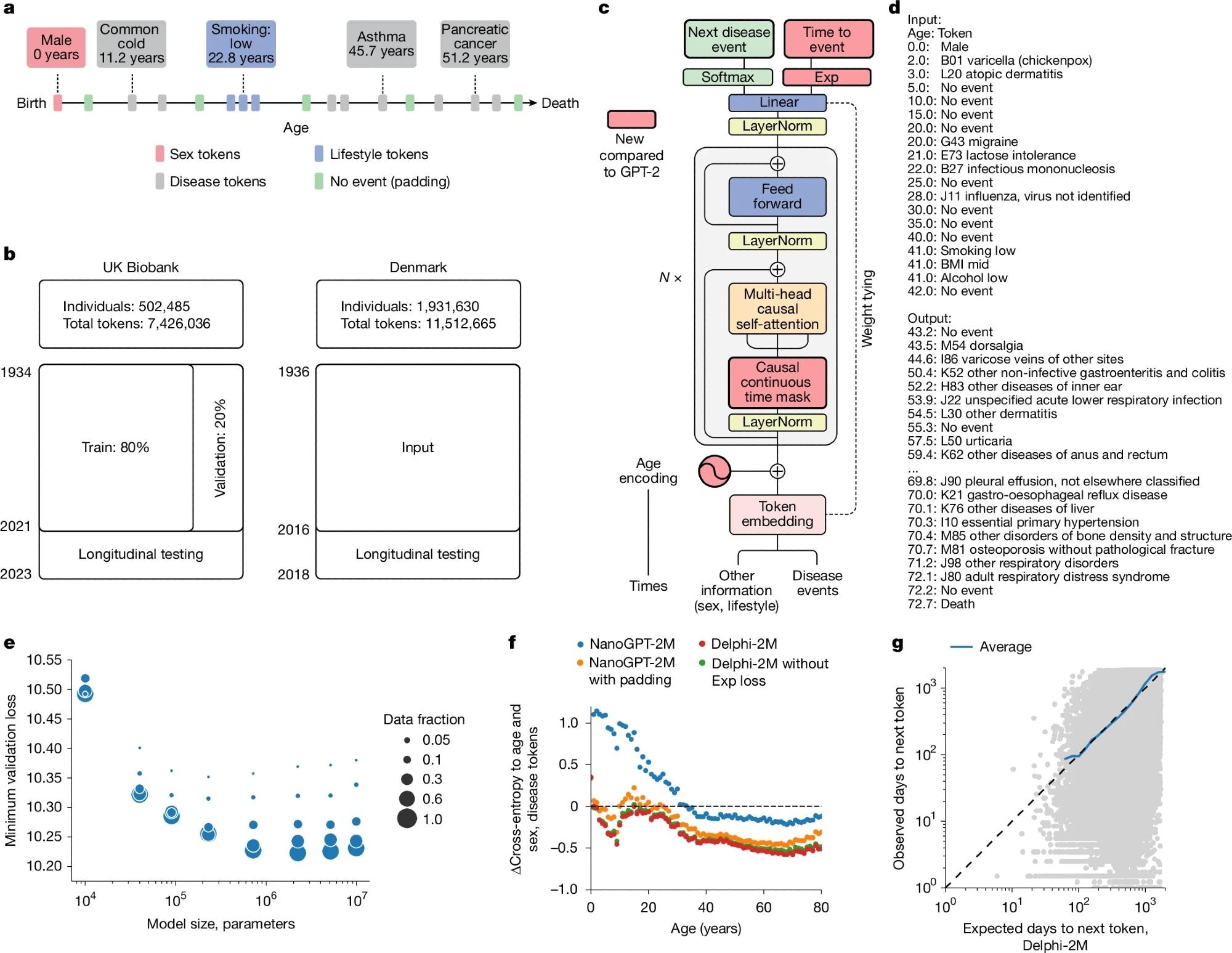 A, schéma des trajectoires de santé basées sur les diagnostics de la CIM-10, le mode de vie et les jetons de rembourrage sains, chacun enregistré à un âge distinct. B, Données de formation, de validation et de test dérivées de la biobanque britannique (à gauche) et des registres de la maladie danoise (à droite). C, l'architecture du modèle Delphi. Les éléments rouges indiquent des changements par rapport au modèle GPT-2 sous-jacent. «N ×» désigne l'application du bloc de transformateur séquentiellement n fois. D, exemple d'entrée de modèle (invite) et de sortie (échantillons) comprenant (token) paires. E, Échelle des lois de Delphi, montrant la perte optimale de validation en fonction des paramètres du modèle pour différentes tailles de données de formation. F, Résultats de l'ablation mesurés par les différences entre l'entropie croisée par rapport à une base de base à base d'âge et de sexe (axe Y) pour différents âges (axe x). G, La précision du temps prévu pour l'événement. Le temps observé (axe y) et attendu (axe x) vers les événements sont indiqués pour chaque prédiction de jeton suivante (points gris). La ligne bleue montre la moyenne à travers les bacs consécutifs de l'axe x.