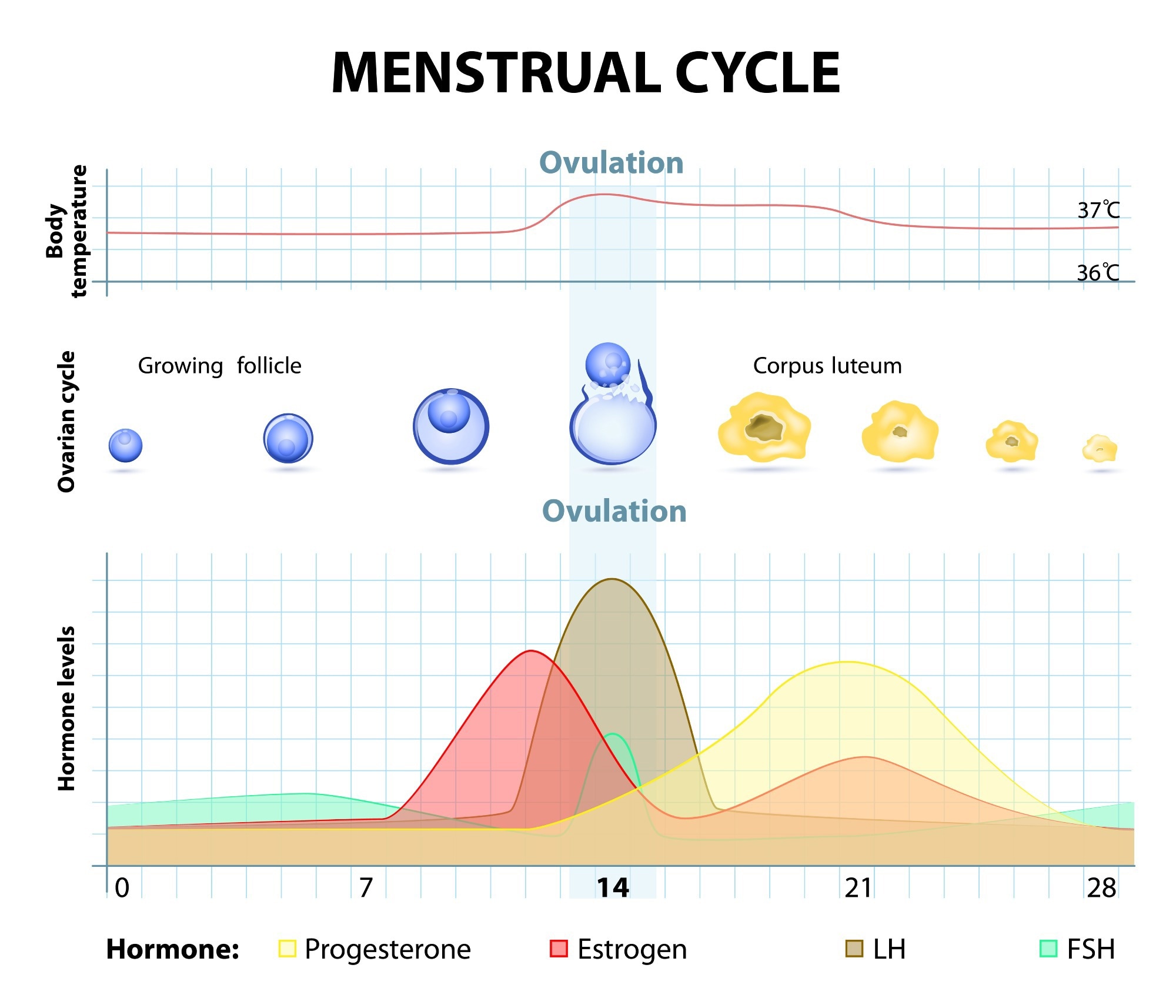 Graphique du cycle menstruel - augmentation et diminution des hormones