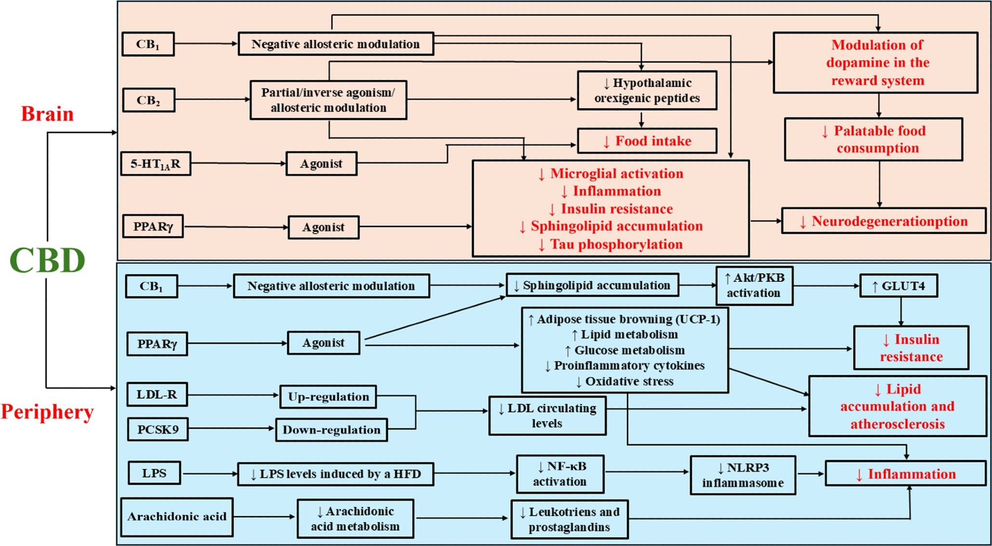 Représentation schématique des cibles, mécanismes et résultats les plus importants du CBD dans le contexte de la régulation de l'appétit, de l'obésité et du syndrome métabolique. Ce schéma illustre certaines des cibles et mécanismes biologiques les plus importants du CBD dans l'obésité et le syndrome métabolique qui ont été discutés dans le présent manuscrit. Dans le cerveau, le CBD réduit l'apport alimentaire par l'interaction avec le récepteur CB1, CB2 et 5-HT1A (R), ce qui entraîne peut-être une diminution de l'activité des neuropeptides Orexigènes hypothalamiques. De plus, l'interaction avec les récepteurs CB conduit à une modulation profonde de la signalisation de la dopamine dans le système de récompense du cerveau, ce qui entraîne la réduction de l'apport alimentaire agréable. Ciblant le PPARγ et le CBS, le CBD atténue l'activation microgliale, la neuroinflammation, la résistance à l'insuline, l'accumulation de sphingolipides et la neurodégénérescence. Dans les tissus périphériques, le CBD diminue la résistance à l'insuline et améliore la dyslipidémie, à travers des mécanismes qui impliquent la modulation négative du récepteur CB1, qui diminue le métabolisme des sphingolipides et la stimulation du PPARγ, ce qui entraîne un brunissement du tissu adipeux, une utilisation et une amélioration de la glucose empioré dans le métabolisme lipidique. Le CBD améliore également la dyslipidémie, régulant à la hausse le LDL-R et régulant à la baisse le PCSK9, diminuant ainsi les niveaux de circulation du cholestérol LDL. Enfin, en ciblant le PPARγ et en diminuant les niveaux de LPS et en métabolisme de l'acide arachidonique, le CBD exerce une forte activité anti-inflammatoire. Tous ces mécanismes semblent interdépendants et plusieurs cibles participent à des résultats bénéfiques liés au CBD. Cela soutient le potentiel thérapeutique du CBD dans le traitement des altérations métaboliques associées à l'obésité et à l'obésité. Récepteur 5-HT1AR, 5-HT1A; AKT / PKB, protéine kinase B; Récepteur CB1; Récepteur CB2; CBD, cannabidiol; CBS, récepteurs cannabinoïdes; LDL, lipoprotéine à basse densité; LDL-R, récepteur des lipoprotéines à basse densité; LPS, Lipopolysaccharide; NF-KB, facteur nucléaire Kappa-Light-Chain-Enhancer des cellules B activées; NLRP3, domaine de liaison aux nucléotides comme la protéine récepteur 3; PPARγ, récepteur activé par les proliférateurs de peroxysomes, gamma récepteur, PCSK9, Proprotein convertase subtilisin / kexin type 9; UCP-1, Découpler la protéine 1.