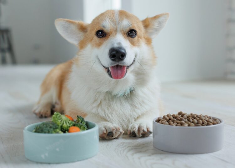 Beautiful corgi eats food.