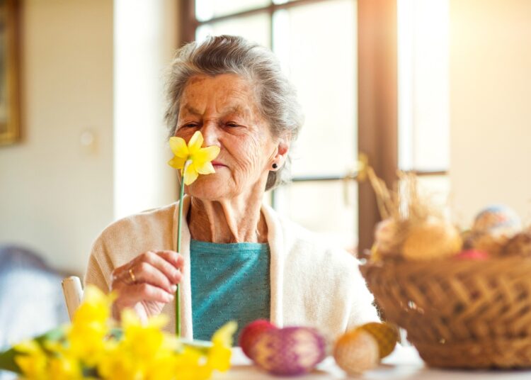 Senior woman by the window smelling yellow daffodil,