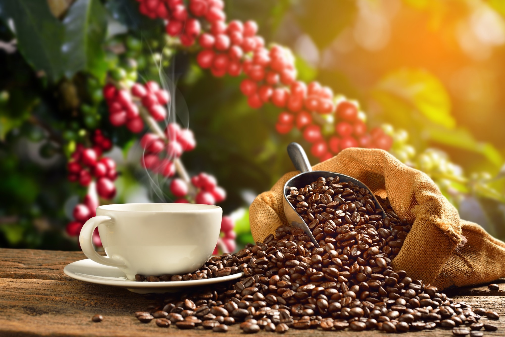 Cup of coffee with smoke and coffee beans in burlap sack on coffee tree