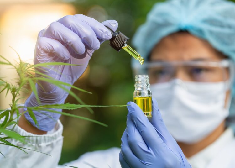 Le cannabidiol est prometteur pour l'obésité et le syndrome métabolique