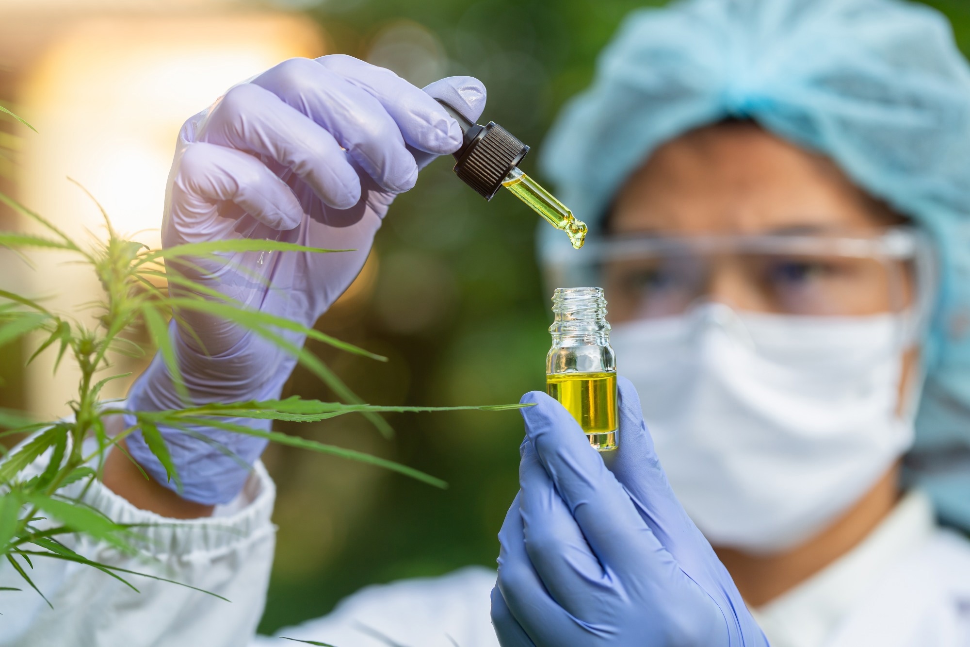 Le cannabidiol est prometteur pour l'obésité et le syndrome métabolique