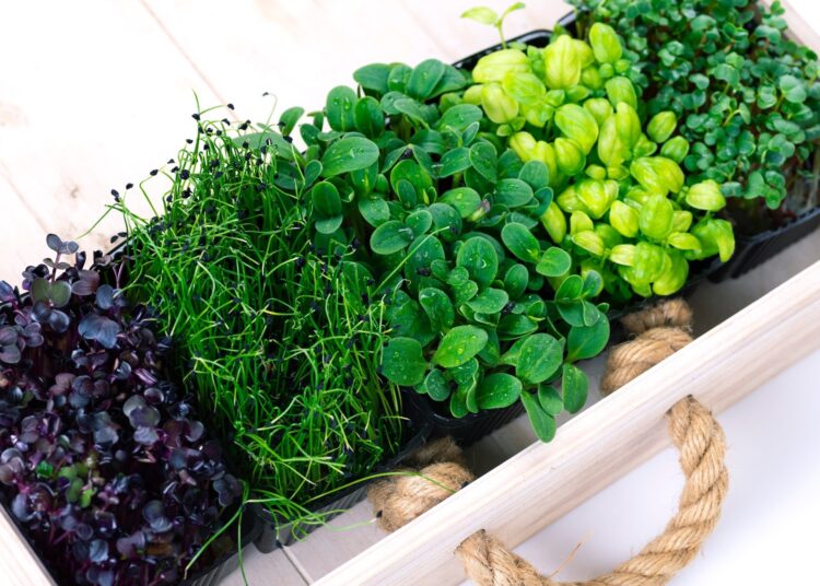 Mixed micro greens in growing trays