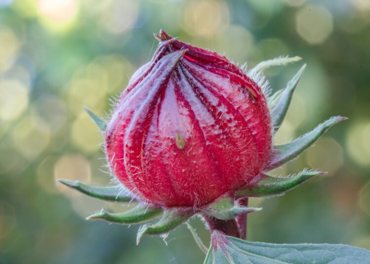 Applicability of Hibiscus sabdariffa L. Extract With Anti-Inflammatory Potential in Human Health: A Review. Image Credit: Background Photo / Shutterstock