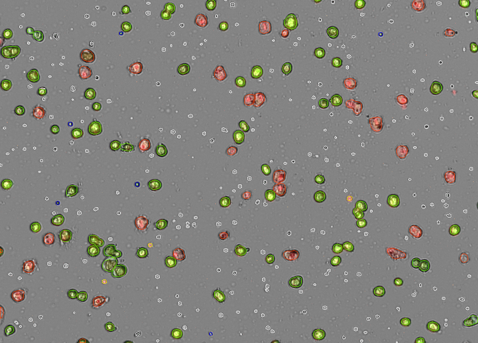 Image du résultat des hépatocytes du compteur de cellules automatisé CellDrop FLi.