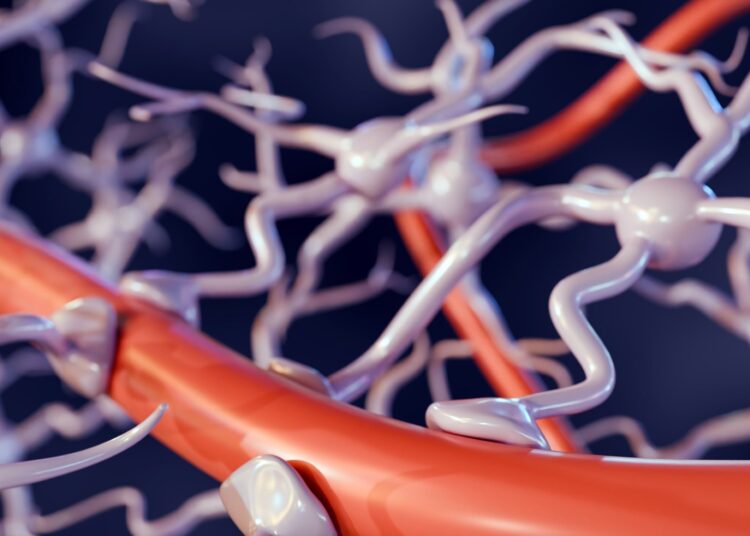 Primer: The blood–brain barrier. Image Credit: Love Employee / Shutterstock