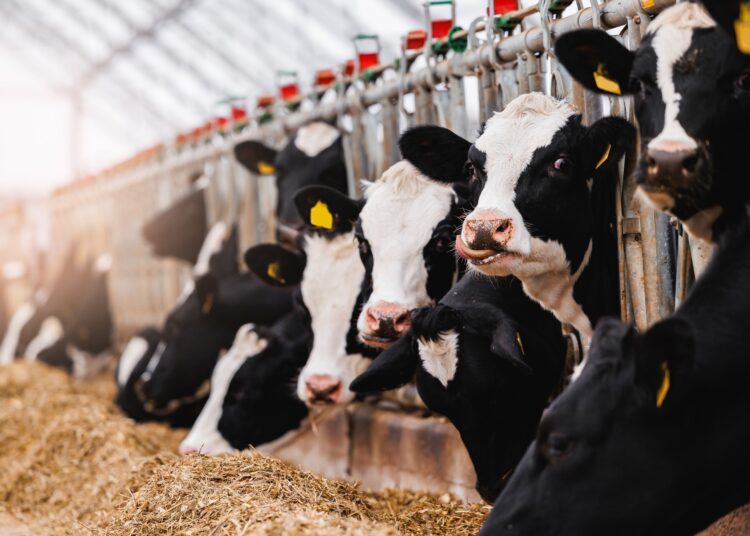 Cows with smart collar in modern farm livestock