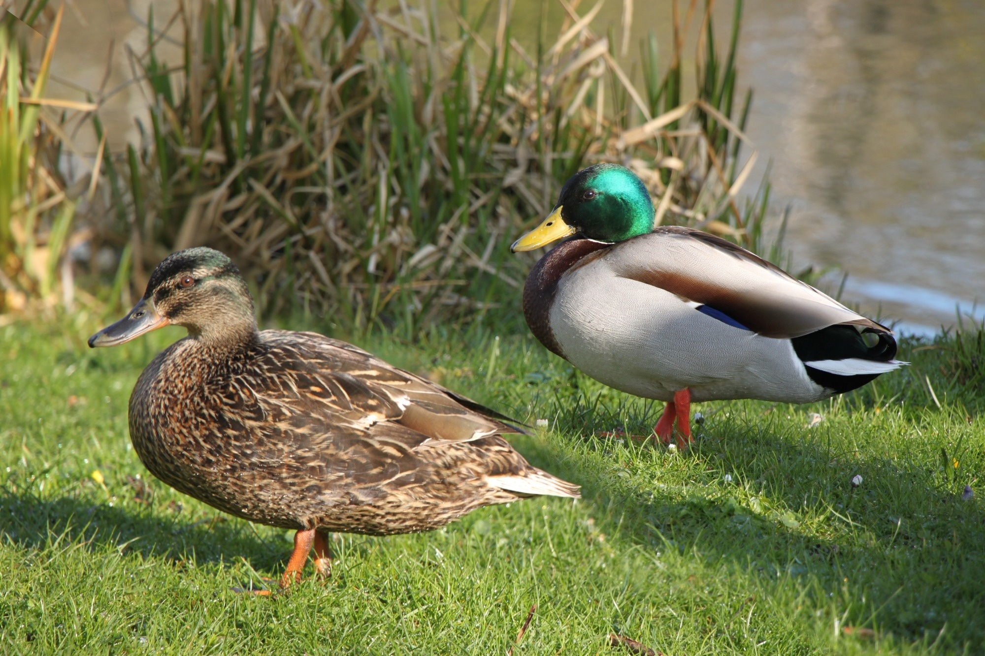 male and female mallard wild duck