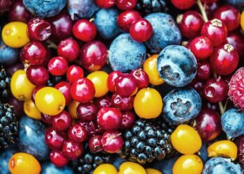 Les flavanols contenus dans le cacao et les baies peuvent améliorer la circulation sanguine chez les personnes sédentaires