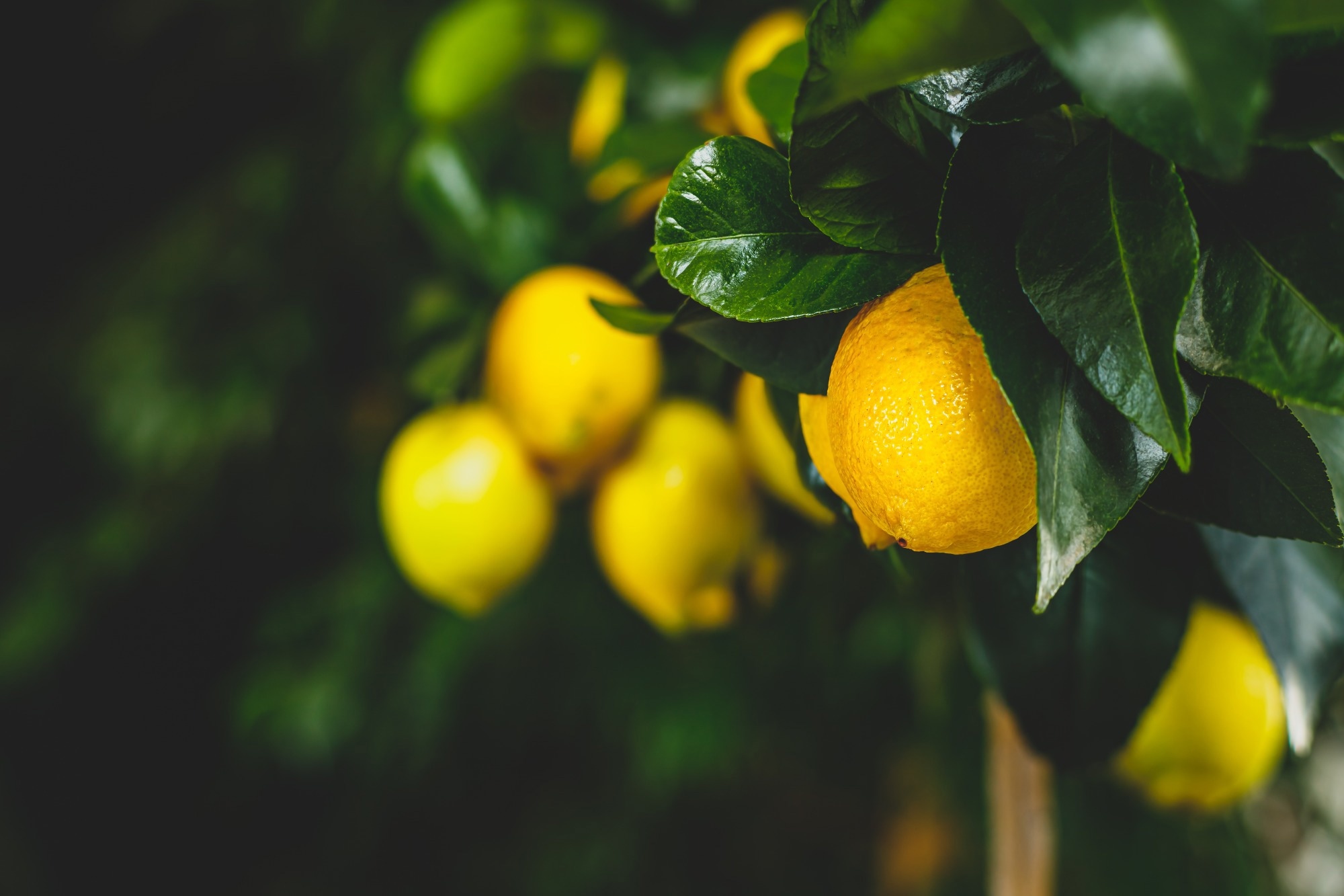 Study: Impact of a food supplement containing Citrus limon L. Osbeck and Vitis vinifera L. extracts, hesperidin and chromium in combination with an isocaloric diet on glucose and lipid metabolism in subjects with impaired fasting blood glucose: a single-center, controlled, randomized, parallel-arm, double-blind clinical trial. Image Credit: nnattalli / Shutterstock