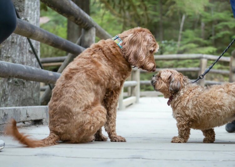 Avoir un chien pour la première fois stimule la marche et les liens sociaux à distance