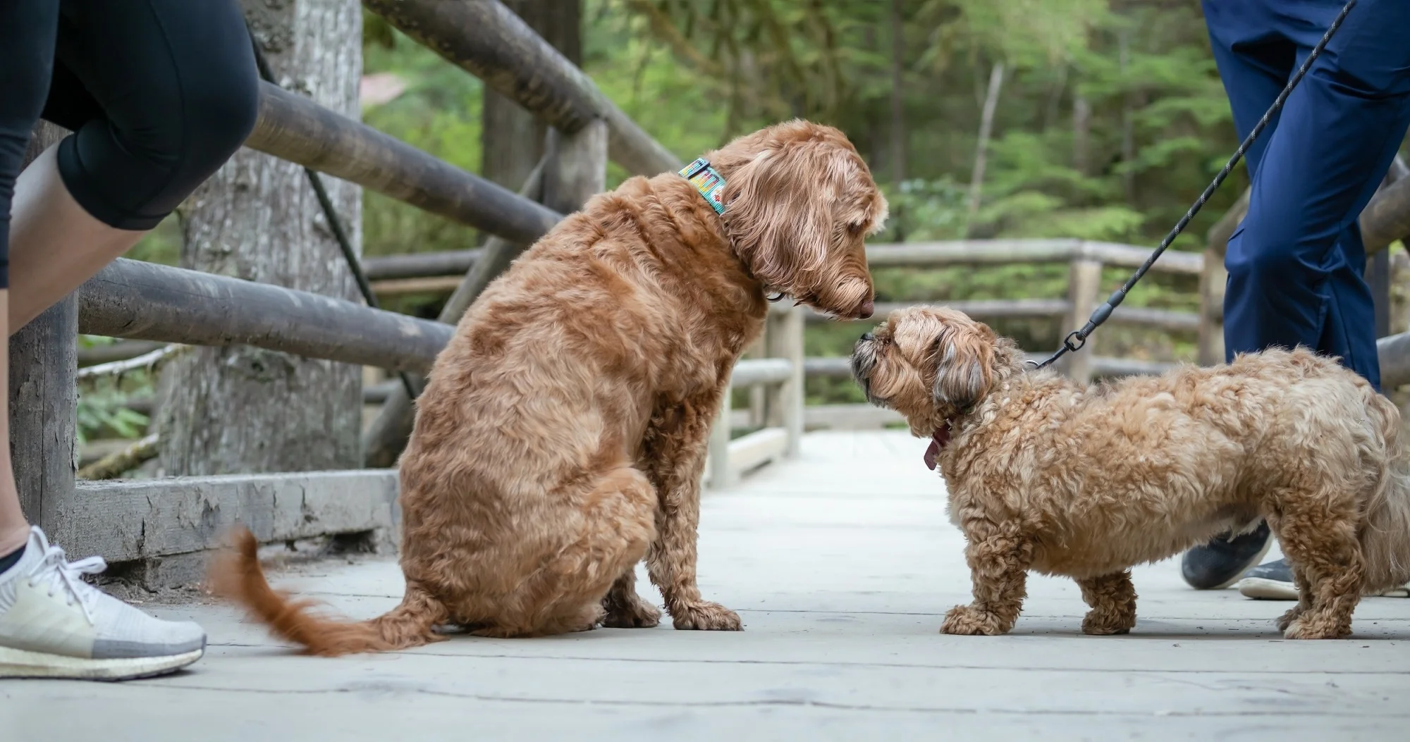 Avoir un chien pour la première fois stimule la marche et les liens sociaux à distance